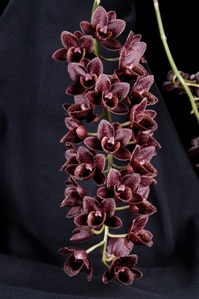 Fredclarkeara L'amour de vie de Sue Sunset Valley Orchids HCC/AOS 79 pts.Inflor